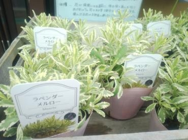 今週のおススメ植物「ラベンダー　メルロー」|「かとう花店」　（広島県安芸郡海田町の花屋）のブログ